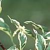 Cornus florida 'Sterling Silver', leaves