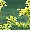 Cornus sericea 'Garden Glow', habit