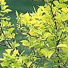 Cornus sericea 'Garden Glow', habit