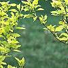 Cornus sericea 'Garden Glow', habit