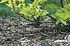 Cornus sericea 'Garden Glow', habit