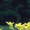 Cornus sericea 'Garden Glow', habit