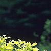 Cornus sericea 'Garden Glow', habit