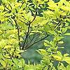 Cornus sericea 'Garden Glow', habit
