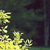 Cornus sericea 'Garden Glow', habit