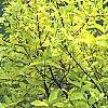 Cornus sericea 'Garden Glow', habit