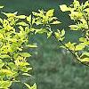 Cornus sericea 'Garden Glow', habit