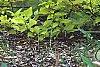 Cornus sericea 'Garden Glow', habit