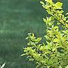 Cornus sericea 'Garden Glow', habit
