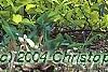 Cornus sericea 'Garden Glow', habit