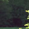 Cornus sericea 'Garden Glow', habit