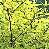Cornus sericea 'Garden Glow', habit
