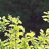 Cornus sericea 'Garden Glow', habit
