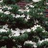 Cornus kousa, habit