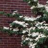 Cornus kousa, habit