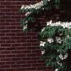 Cornus kousa, habit