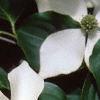 Cornus kousa, flowers