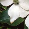 Cornus kousa, flowers