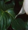 Cornus kousa, flowers