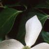 Cornus kousa, flowers