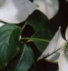 Cornus kousa, flowers