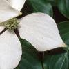 Cornus kousa, flowers