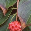 Cornus kousa, fruit