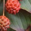 Cornus kousa, fruit