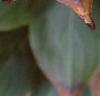 Cornus kousa, fruit