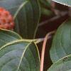 Cornus kousa, fruit