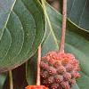 Cornus kousa, fruit