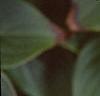 Cornus kousa, fruit