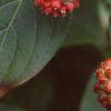 Cornus kousa, fruit