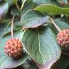Cornus kousa, fruit
