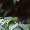 Cornus kousa, fruit