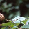 Cornus kousa, fruit