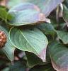 Cornus kousa, fruit