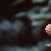 Cornus kousa, fruit