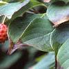 Cornus kousa, fruit