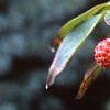 Cornus kousa, fruit