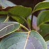 Cornus kousa, fruit