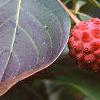 Cornus kousa, fruit