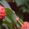 Cornus kousa, fruit