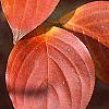 Cornus kousa, fall color