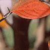 Cornus kousa, fall color