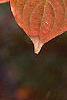 Cornus kousa, fall color