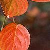 Cornus kousa, fall color