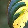 Cornus kousa 'Goldstar', fall color