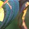 Cornus kousa 'Goldstar', fall color