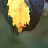 Cornus kousa 'Goldstar', fall color
